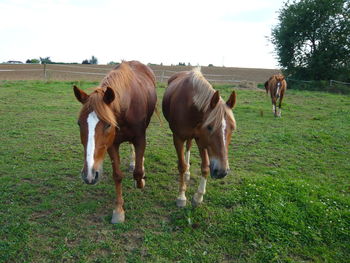 Horses on field against sky