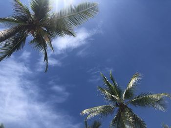Low angle view of palm tree against blue sky