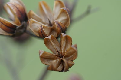 Close-up of flowers blooming outdoors