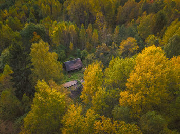 High angle view of trees in forest during autumn