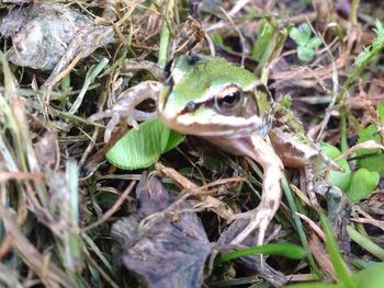 Close-up of an animal