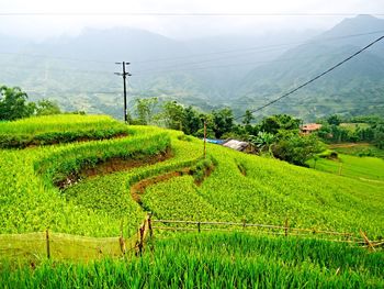 Scenic view of agricultural field