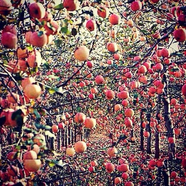 abundance, growth, freshness, red, fruit, large group of objects, nature, food and drink, leaf, tree, full frame, branch, field, outdoors, day, healthy eating, backgrounds, growing, no people, ripe