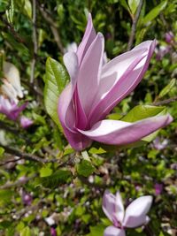 Close-up of purple crocus blooming outdoors