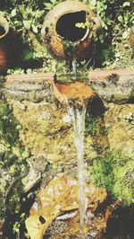 Close-up of water flowing on tree