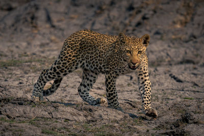 Leopard walking on field