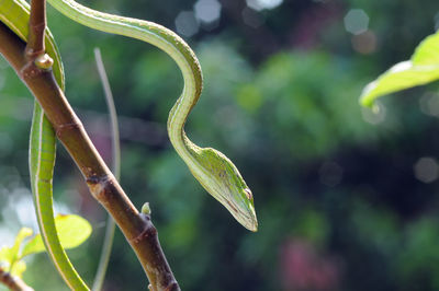 Close-up of fresh green plant