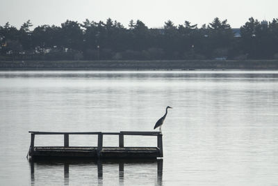 Bird perching on lake against sky