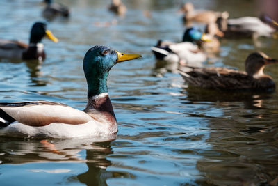 Mallard duck swimming in lake