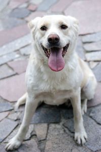 Portrait of dog sitting on footpath