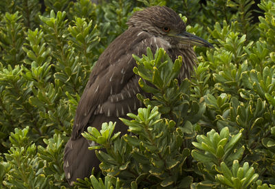 Close-up of eagle perching on plant