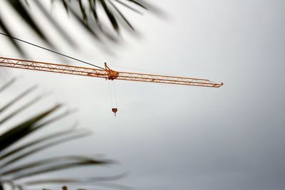 Low angle view of insect against sky