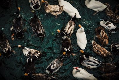 High angle view of birds in lake