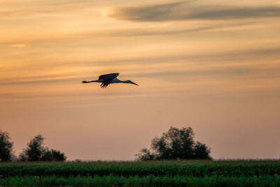 Bird flying in the sky