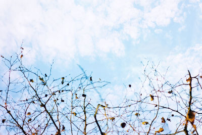 Low angle view of cherry blossom against sky