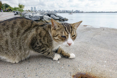 Close-up of a cat