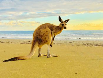 Lizard on the beach