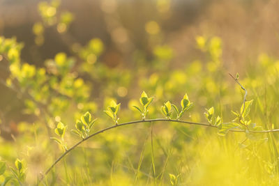 Close-up of plant growing on field