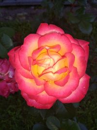 Close-up of pink rose blooming outdoors