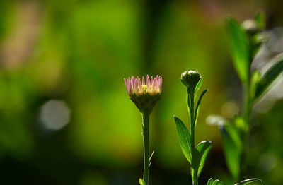 Close-up of pink flowering plant