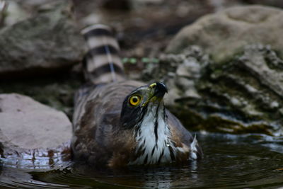 Close-up of bird