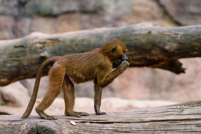 Monkey looking away on rock at zoo