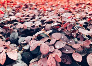 Close-up of wet autumn leaves