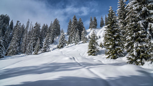 Snow covered pine trees against sky