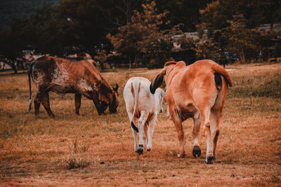 Horses grazing in a field