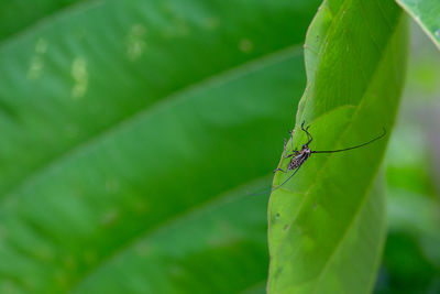 Close-up of insect on leaf