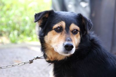 Close-up portrait of dog