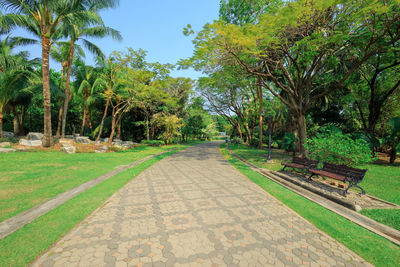 Footpath amidst palm trees in park