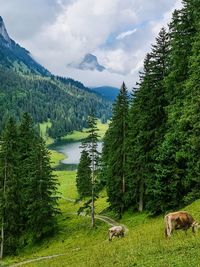 View of sheep on landscape