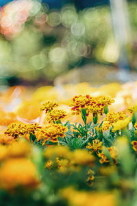 Close-up of yellow flowering plant on field