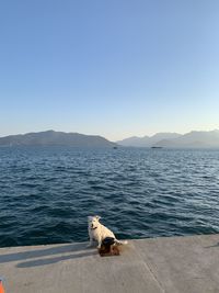 View of a dog in the sea