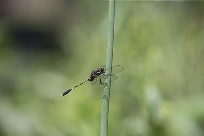 Close-up of dragonfly on plant