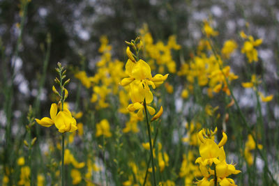 Close-up of yellow flowering plants on field