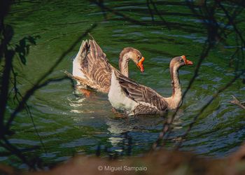 Ducks swimming in lake