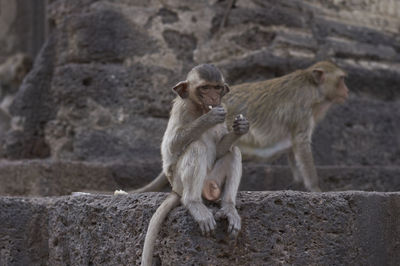 Monkey sitting on retaining wall