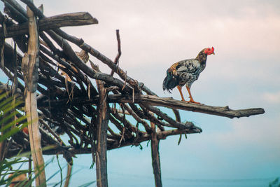 Bird perching on a tree