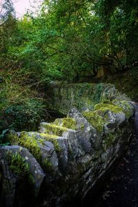 Stream flowing through rocks in forest