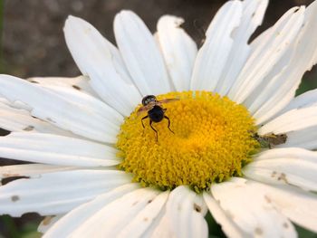 Close-up of bee on yellow flower