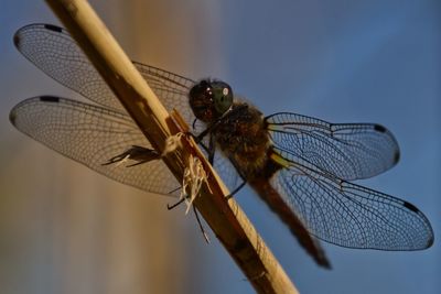 Close-up of dragonfly on twig