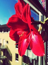 Close-up of red flower blooming outdoors