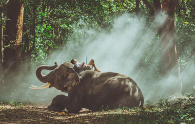 Boy reading book while lying on elephant in forest