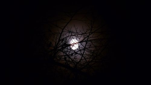 Bare tree against moon at night