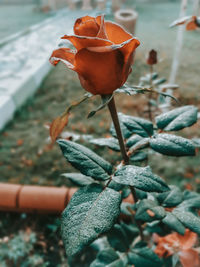 Close-up of orange rose on plant