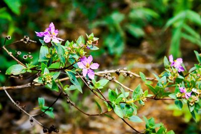 Close-up of flowers blooming outdoors