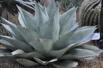 Close-up of cactus