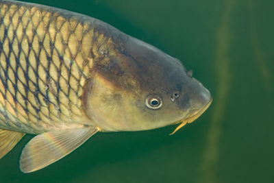 Underwater photo of the common carp or european carp, cyprinus carpio in soderica lake, croatia